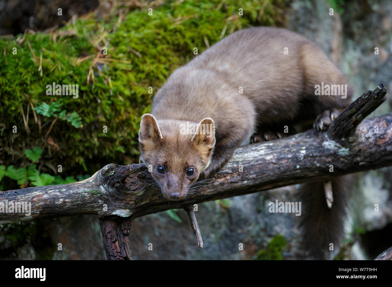 Pine marten (Martes martes) juvenile male on an old fallen tree. Molde, Central Norway, September. Stock Photo