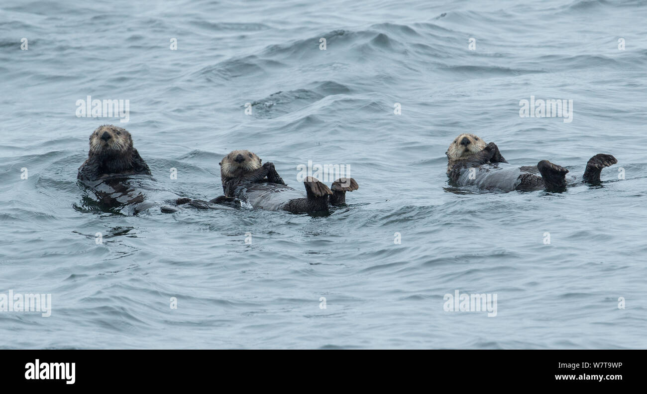 Three Sea otters (Enhydra lutris) resting in the Sitka Sound, Alaska, USA, August. Stock Photo