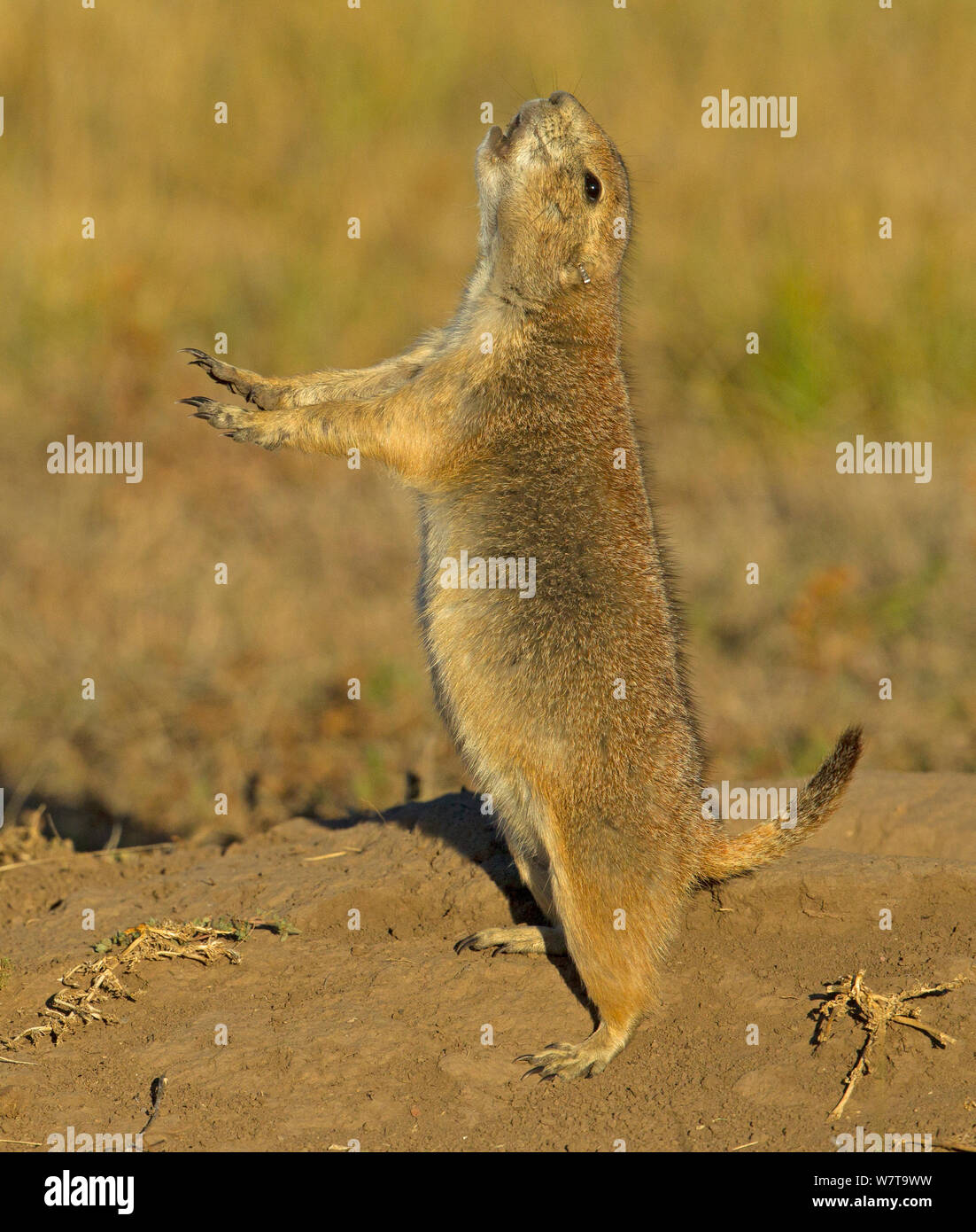 Blacktailed Prairie Dog (Cynomys ludovicianus) jumping with yip cry