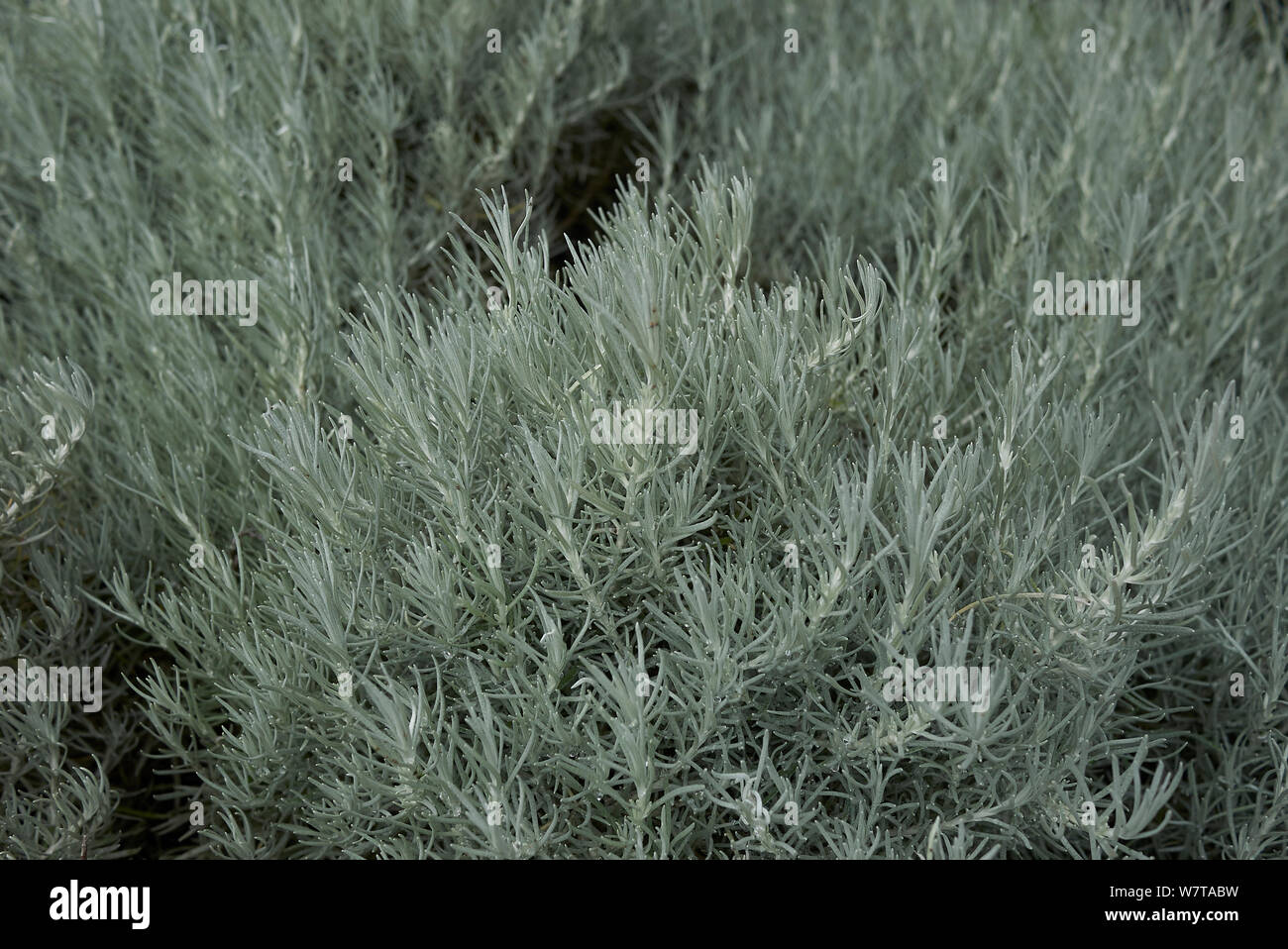 Helichrysum italicum Stock Photo