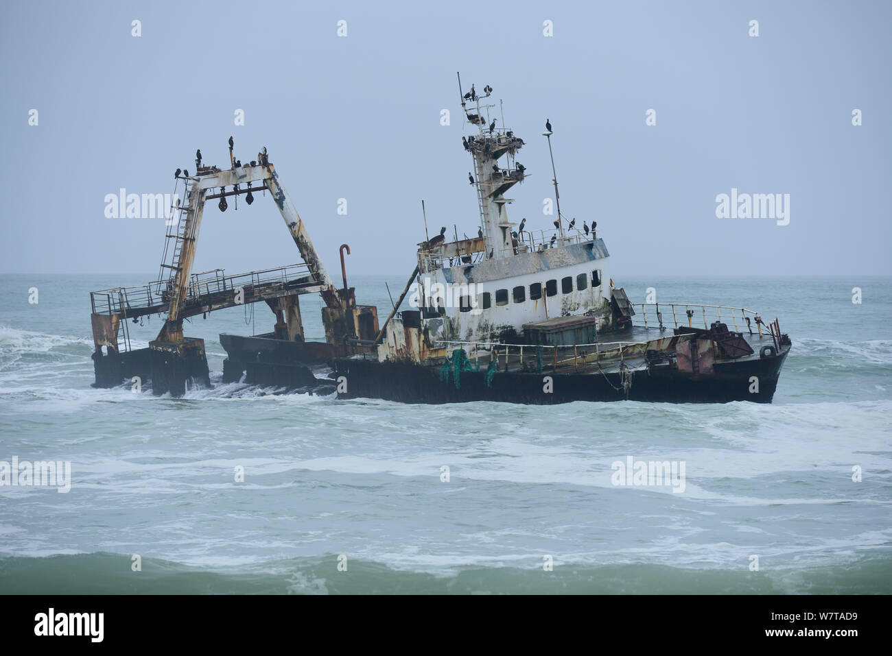 Wrecked boat aground in storm, with Cape cormorant (Phalacrocorax capensis) colony, near the coast of the Skeleton Coast National Park, Namibia, September 2013. Stock Photo