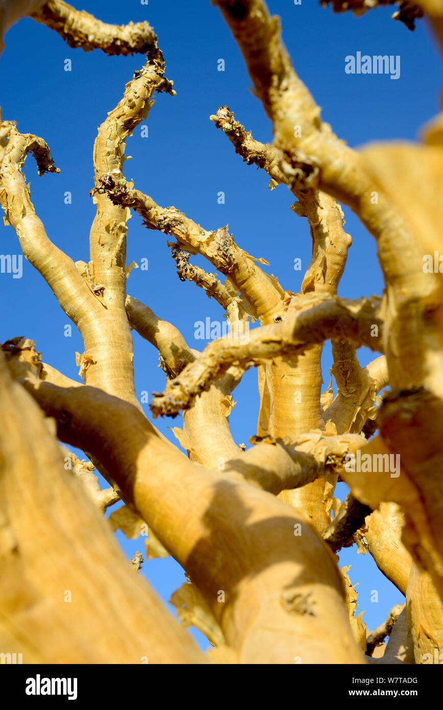 Butterwood Tree (Cyphostemma bainesii) Spitzkoppe mountain range, Namibia. Stock Photo