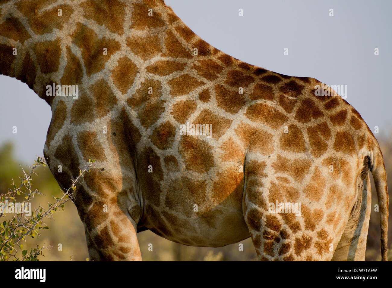 Detail of Giraffe (Giraffa camelopardis) fur patterns, Etosha National Park, Namibia. Stock Photo