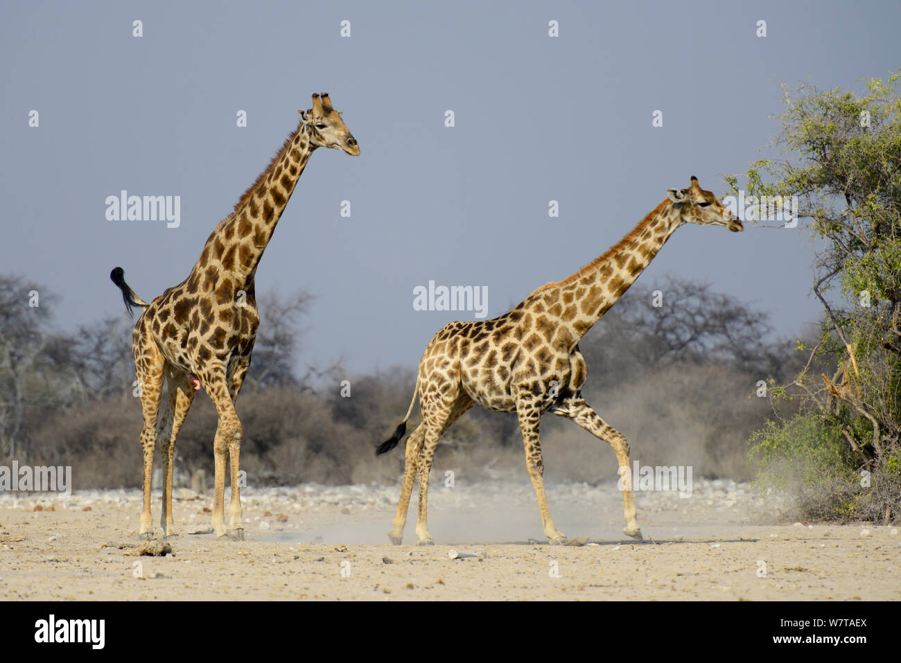 A male giraffe (Giraffa camelopardis) tries to reproduce with a female, as she tries to escape. Etosha National Park, Namibia. Stock Photo