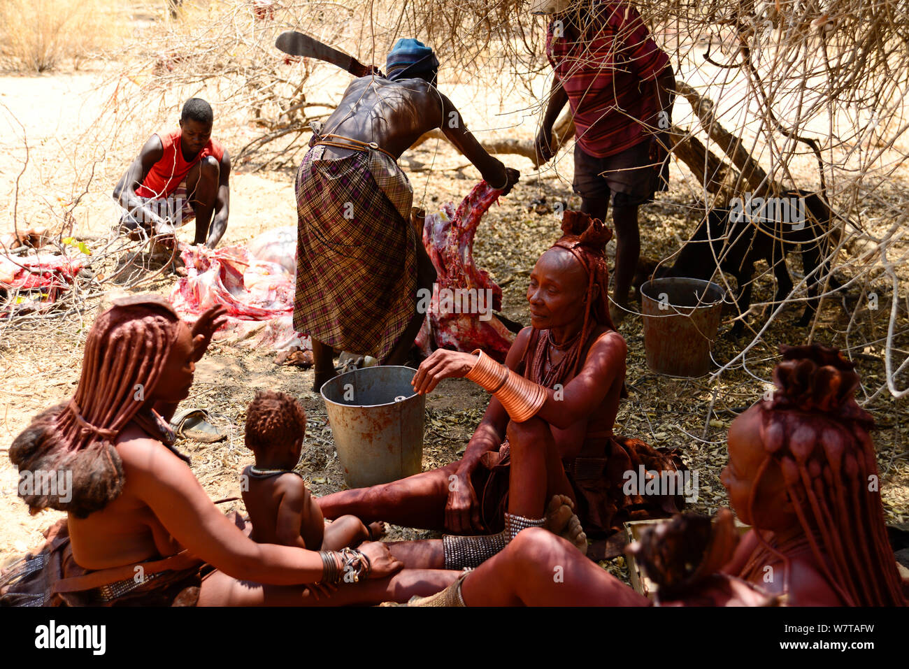 Himba family in the dry bed of a river, with women sitting in the shade of tree, while men butcher a cow, Kaokoland, Namibia, September 2013. Stock Photo