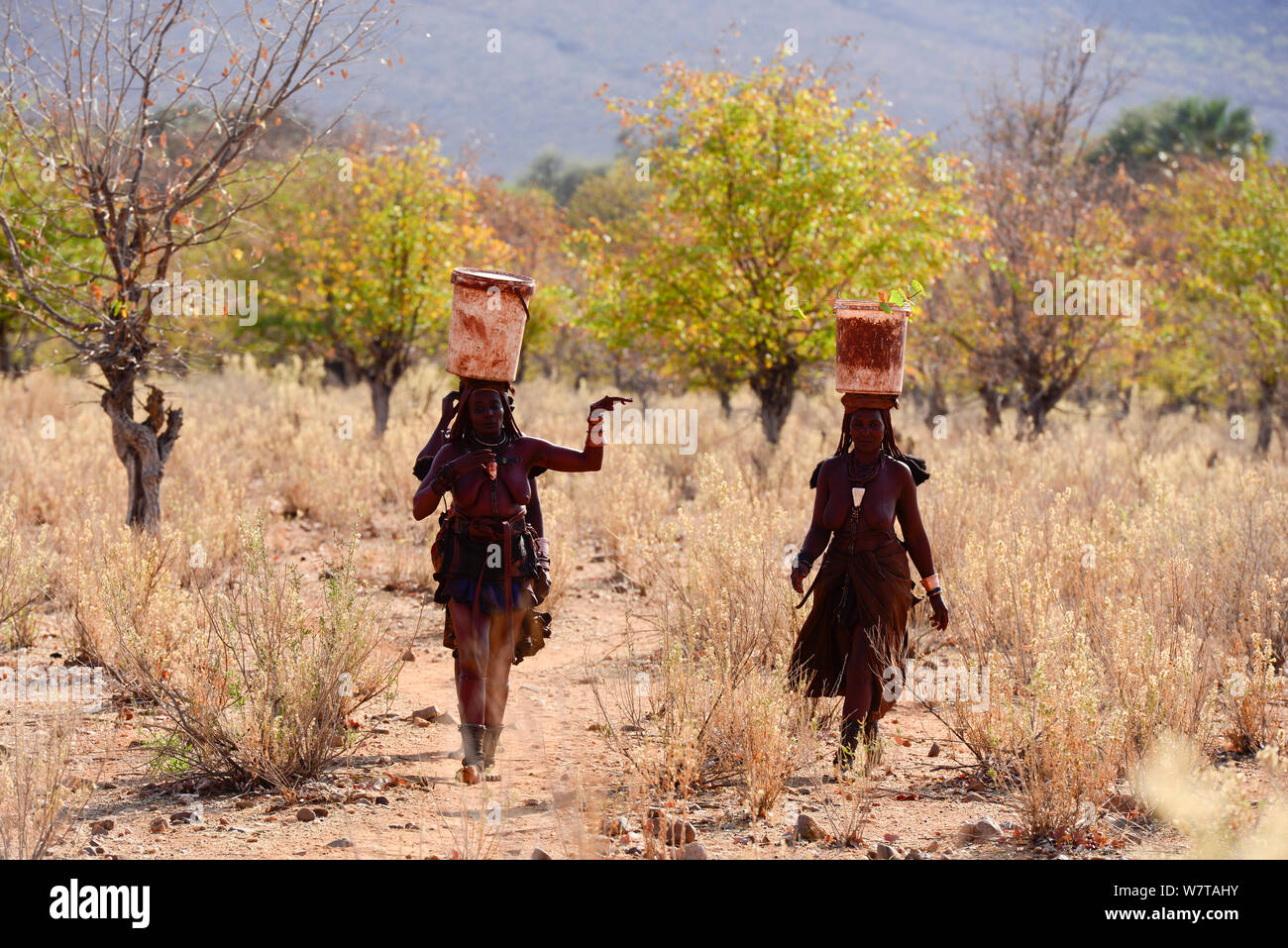 Himba women carrying goods on their heads. Kaokoland, Namibia, September 2013. Stock Photo