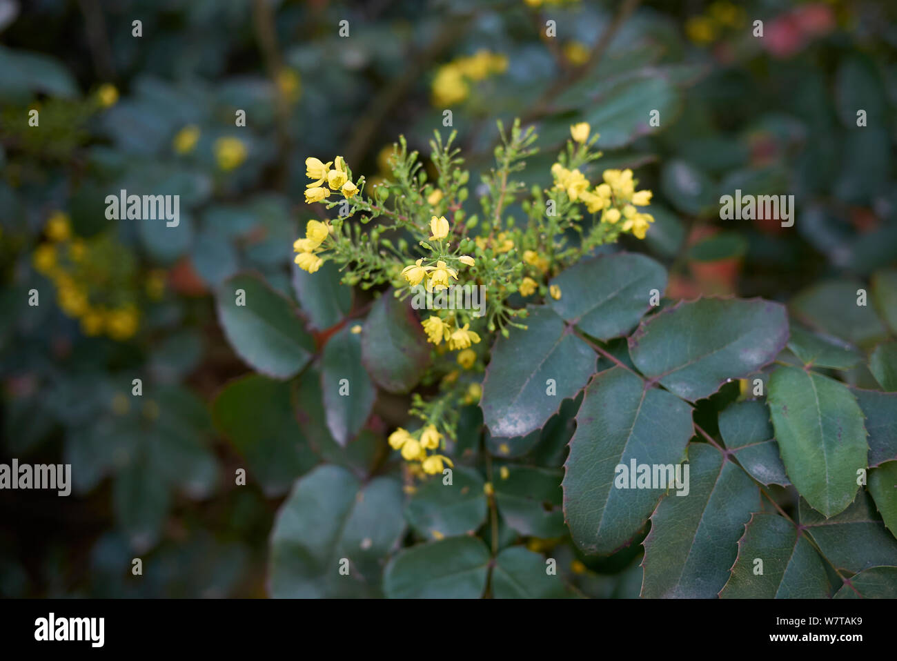 yellow flowers of Mahonia aquifolium shrub Stock Photo Alamy