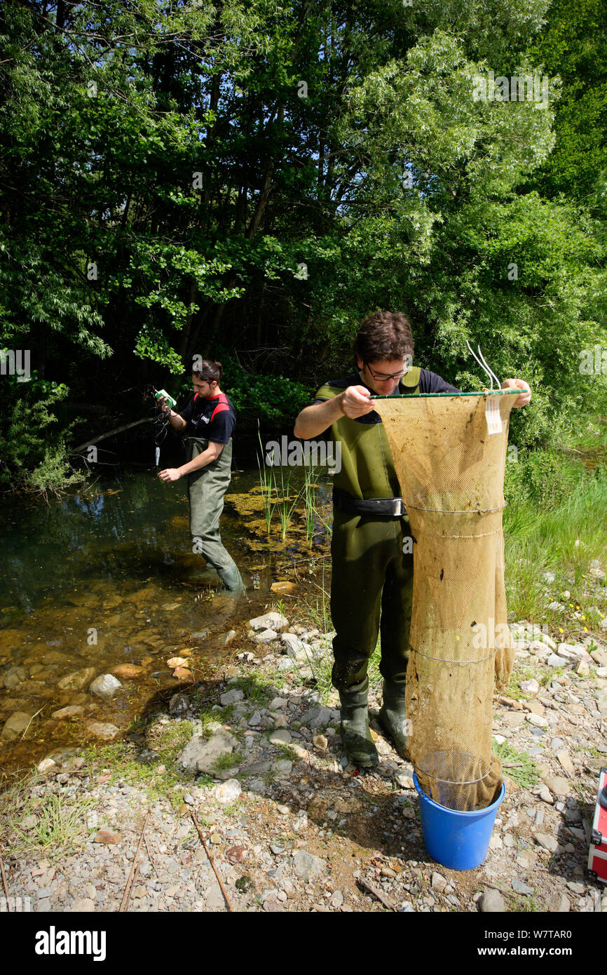 Scientists trapping Three-spined stickleback (Gasterosteus aculeatus) for biometrics study in the river Daro, Gavarres Natural Area, Catalonia, Spain, May 2008. Stock Photo