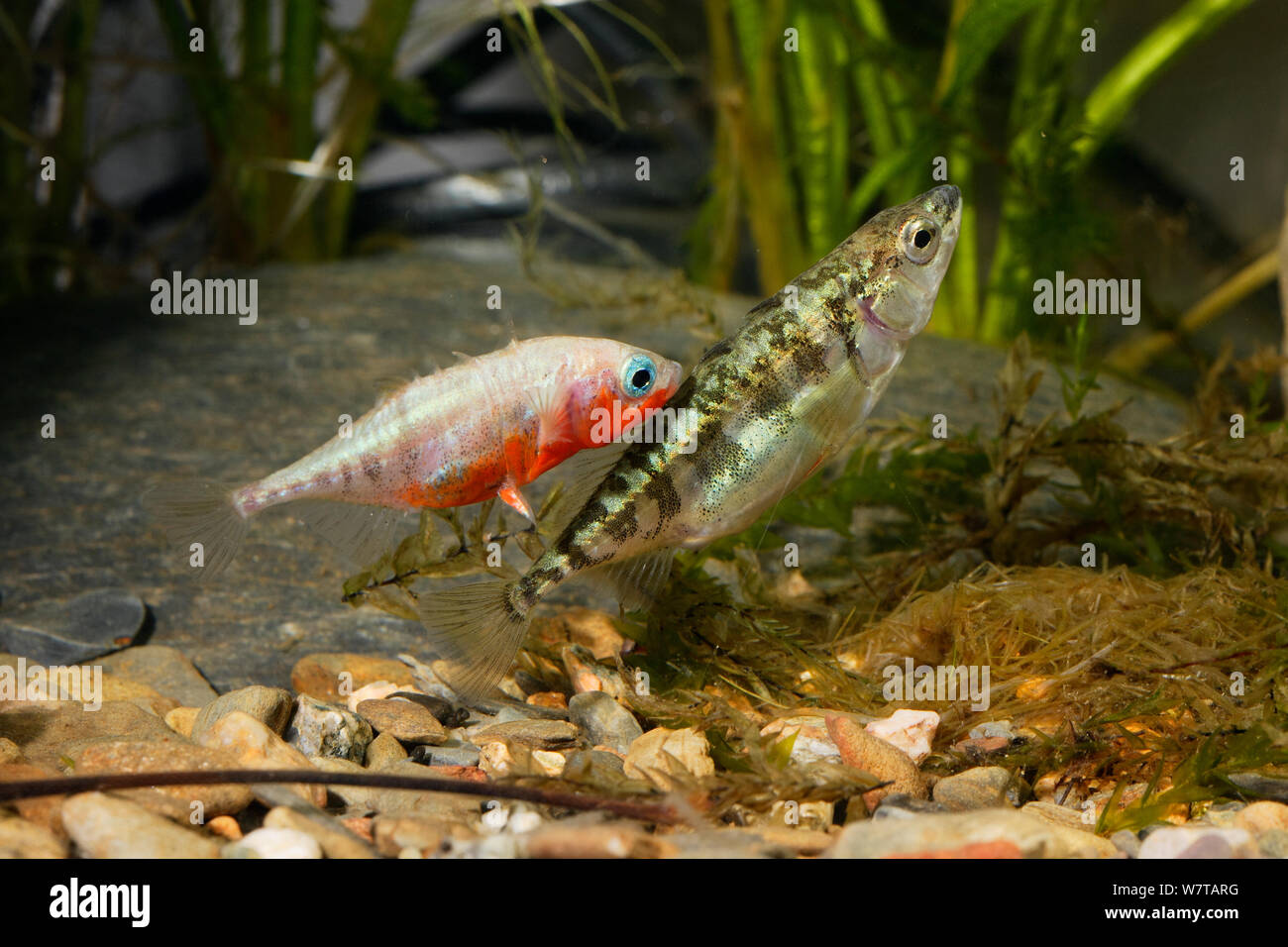 Three-spined stickleback (Gasterosteus aculeatus), male and female laying eggs in the nest, Espai Natural Les Gavarres, Baix Emporda, Catalonia, Spain, captive. Stock Photo