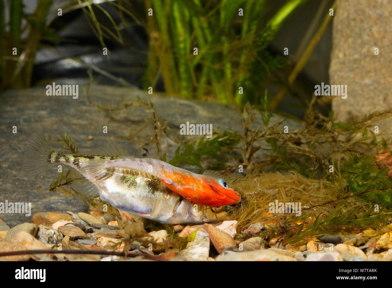 Fish laying eggs hires stock photography and images Alamy