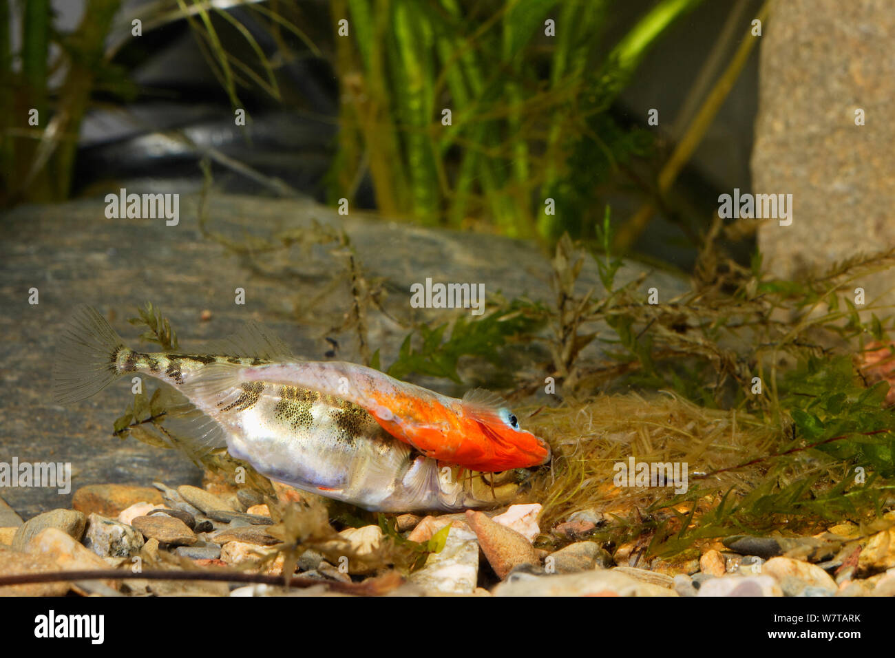 Three-spined stickleback (Gasterosteus aculeatus), male with female laying eggs in the nest, Espai Natural Les Gavarres, Baix Emporda, Catalonia, Spain, captive. Stock Photo