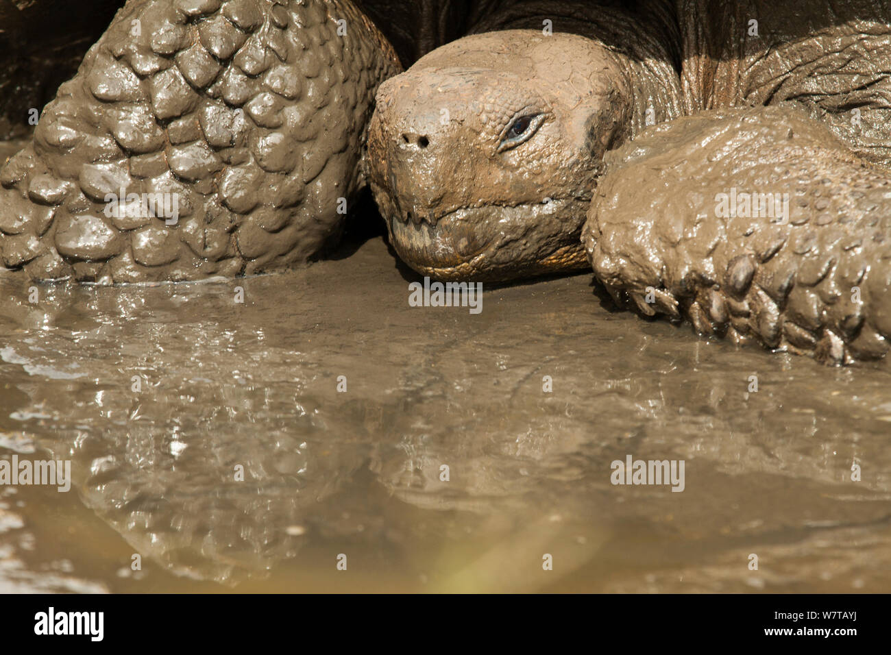 Galapagos giant tortoises, (Chelonoidis nigra) taking mud bath, Galapagos Islands, vulnerable species. Stock Photo