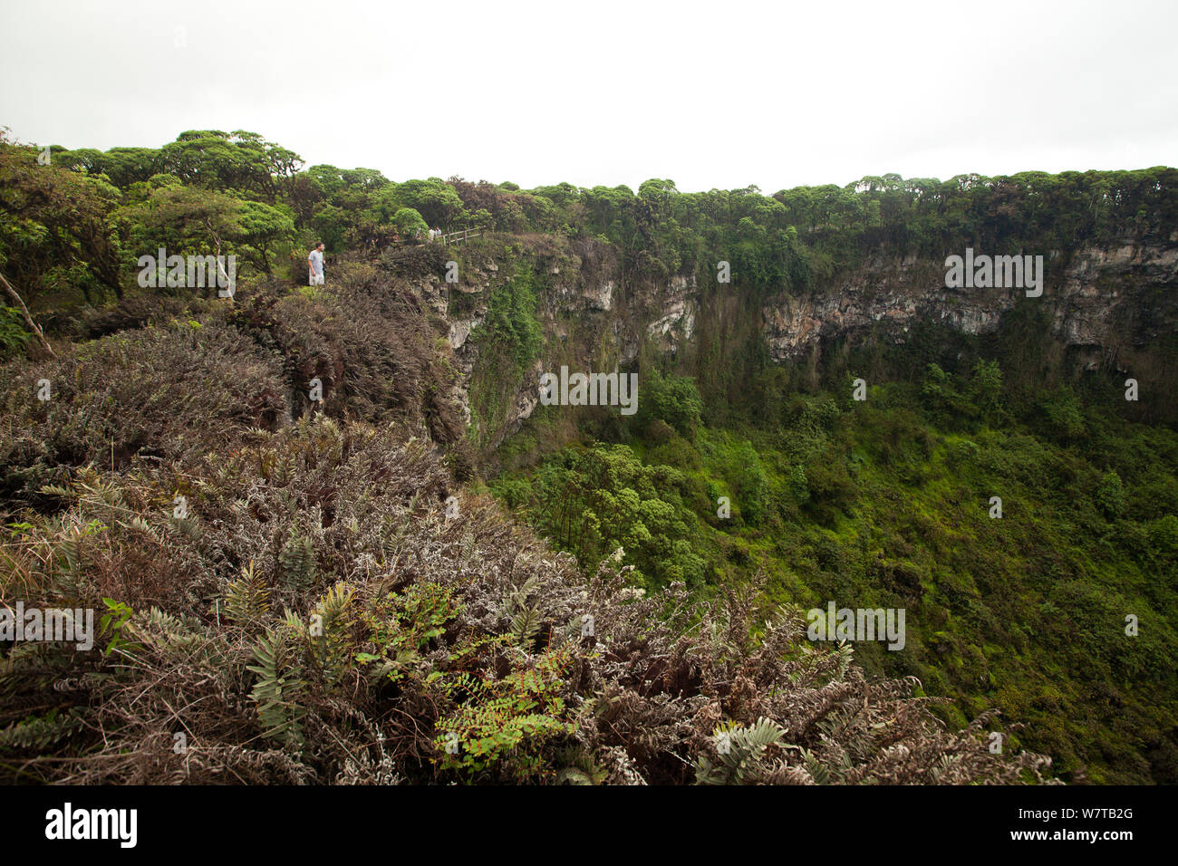 View of Twin Craters / Los Gemelos, Santa Cruz Island, Galapagos