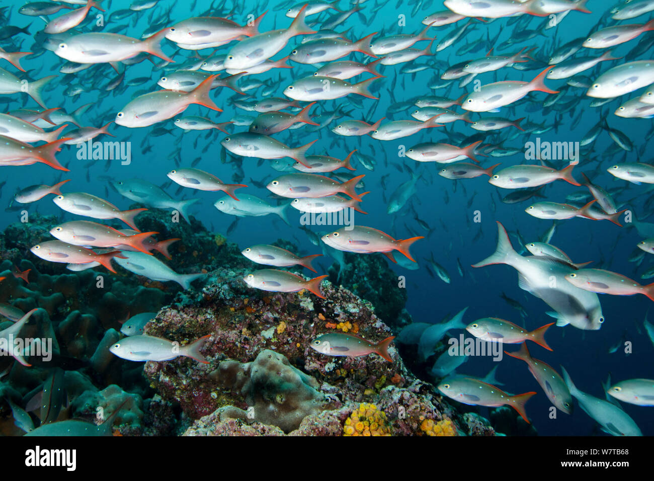 Schooling Pacific creolefish (Paranthias colonus) Galapagos Islands