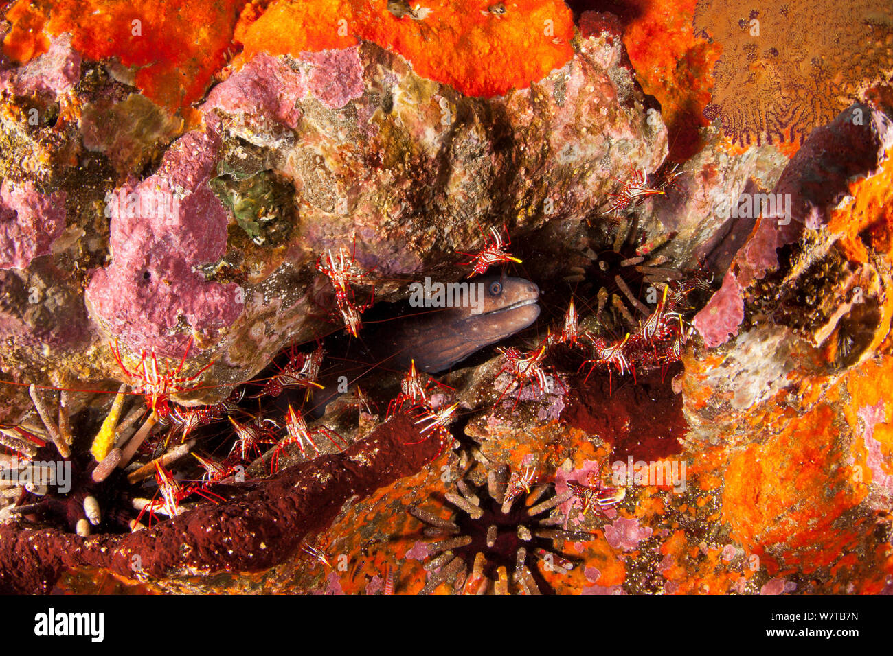 Moray Eel (Gymnothorax prasinus) with Rock shrimps (Lysmata sp) in urchins and sponge encrusted rocks.  Galapagos Islands. Stock Photo