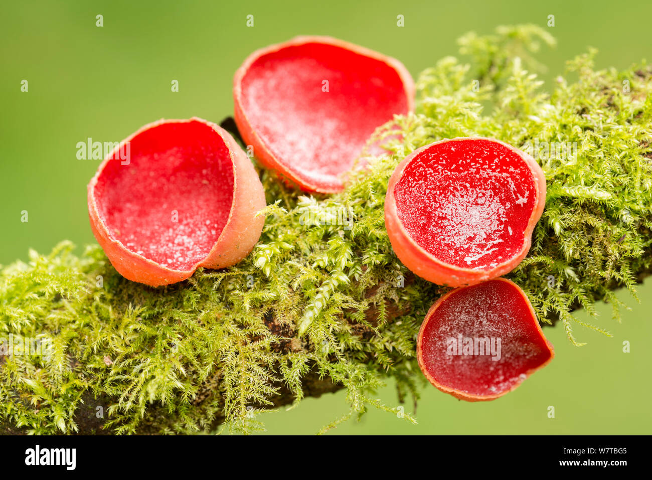 Scarlet elf cup fungus (Sarcoscypha sp) on branch, Cornwall, UK, May. Stock Photo