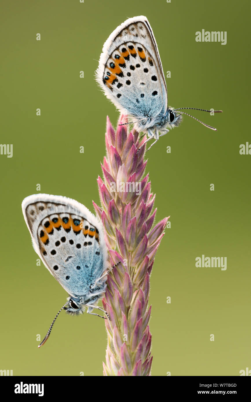 Two Silver studded blue butterflies (Plebejus argus) resting on a grass head, Gwithian Towans, Cornwall, UK, July. Stock Photo