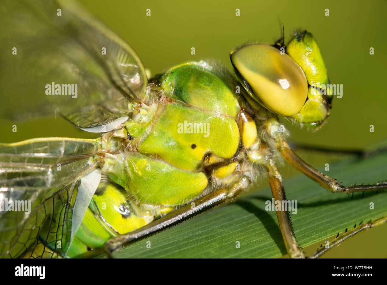 Southern hawker dragonfly (Aeshna cyanea) close-up of head and body, Broxwater, Cornwall, UK, JUly 2012. Stock Photo