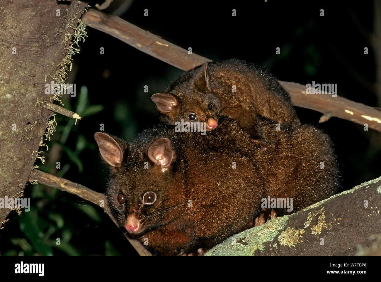 Australian Brush-tailed Possum (Trichosurus vulpecula) invasive species,  adult with young perched on back. Golden Bay, South Island, New Zealand. Stock Photo
