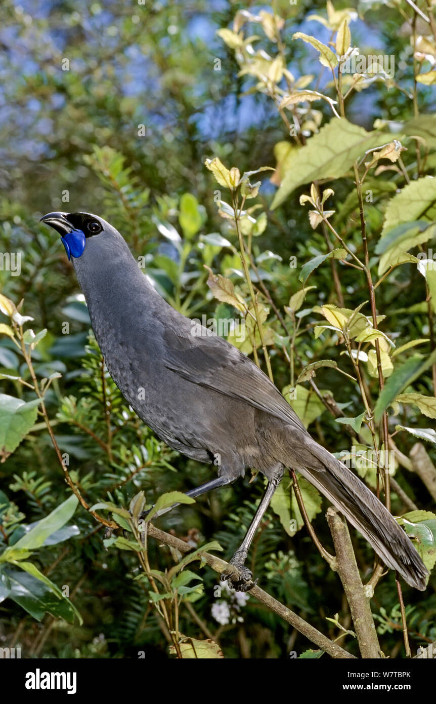 North Island Kokako (Callaeas cinerea wilsoni) singing. Otorohanga Breeding Centre, New Zealand, captive. Endangered species. Stock Photo