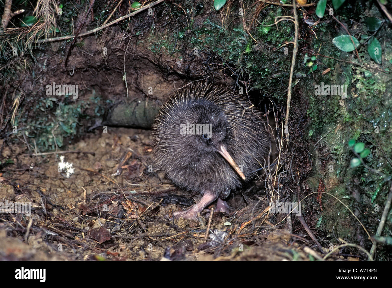 Okarito Brown Kiwi (Apteryx rowi) two week chick 'J' with  transmitter emerging from burrow. Okarito Forest, Westland, South Island,  New Zealand, endemic Stock Photo - Alamy