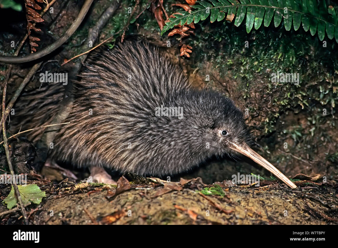Okarito Brown Kiwi Apteryx Rowi Male Known As Ivory Just Emerging okarito-brown-kiwi-apteryx-rowi-male-known-as-ivory-just-emerging