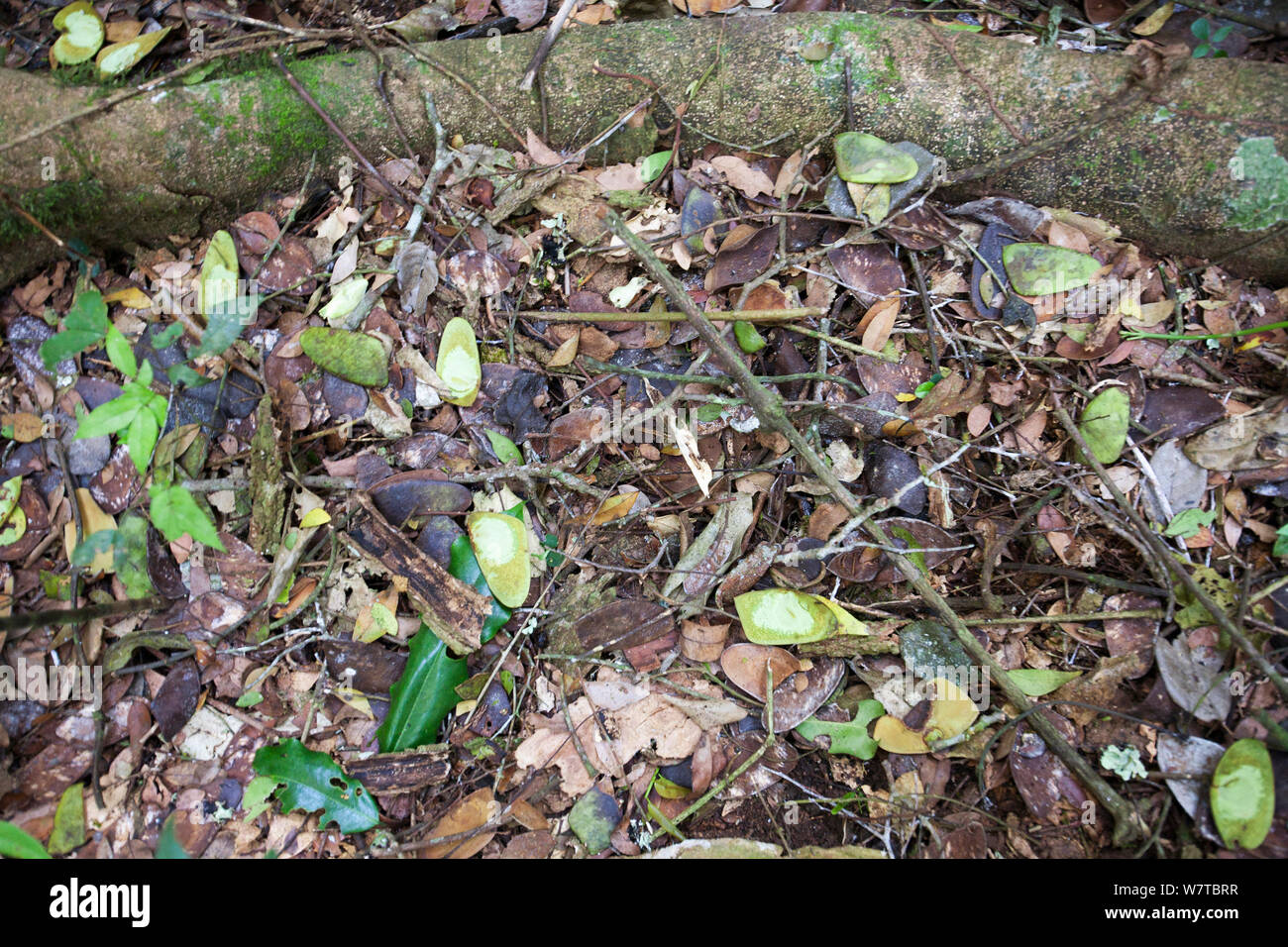 Uganda Ironwood (Cynometra alexandrii)tree  seed pods eaten by chimpanzees, Budongo Forest Reserve, Uganda. Stock Photo