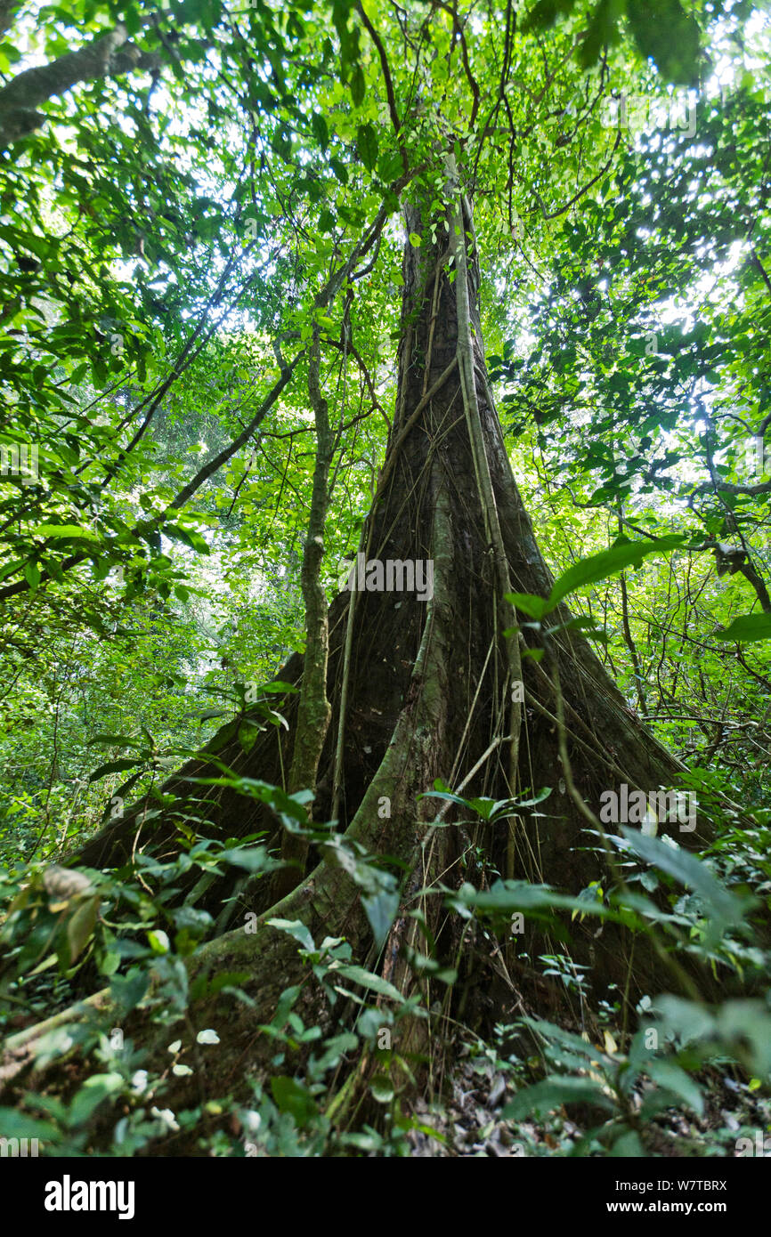 Uganda Ironwood tree (Cynometra alexandrii) has very dense hard wood. Budongo Forest Reserve, Uganda. Stock Photo