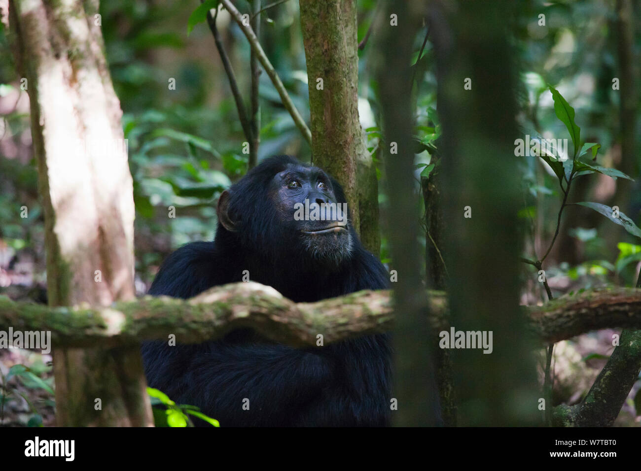 Eastern Common Chimpanzee (Pan troglodytes schweinfurthii) male. Budongo Forest Reserve, Uganda. Stock Photo