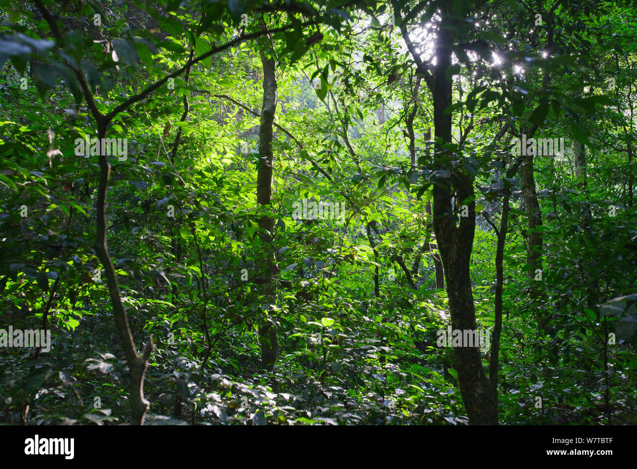 Semi-deciduous tropical rainforest, Budongo Forest Reserve, Uganda. Stock Photo