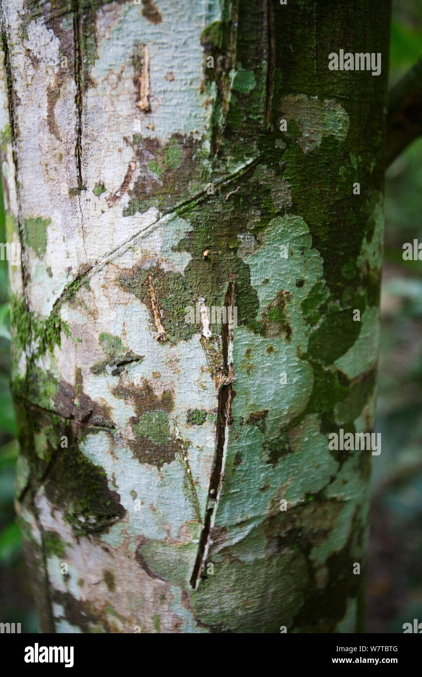 Silkrubber tree (Funtumia elastica) bark, Budongo Forest Reserve, Uganda. Bark has medicinal properties used to treat asthma, allergies and malaria. Stock Photo