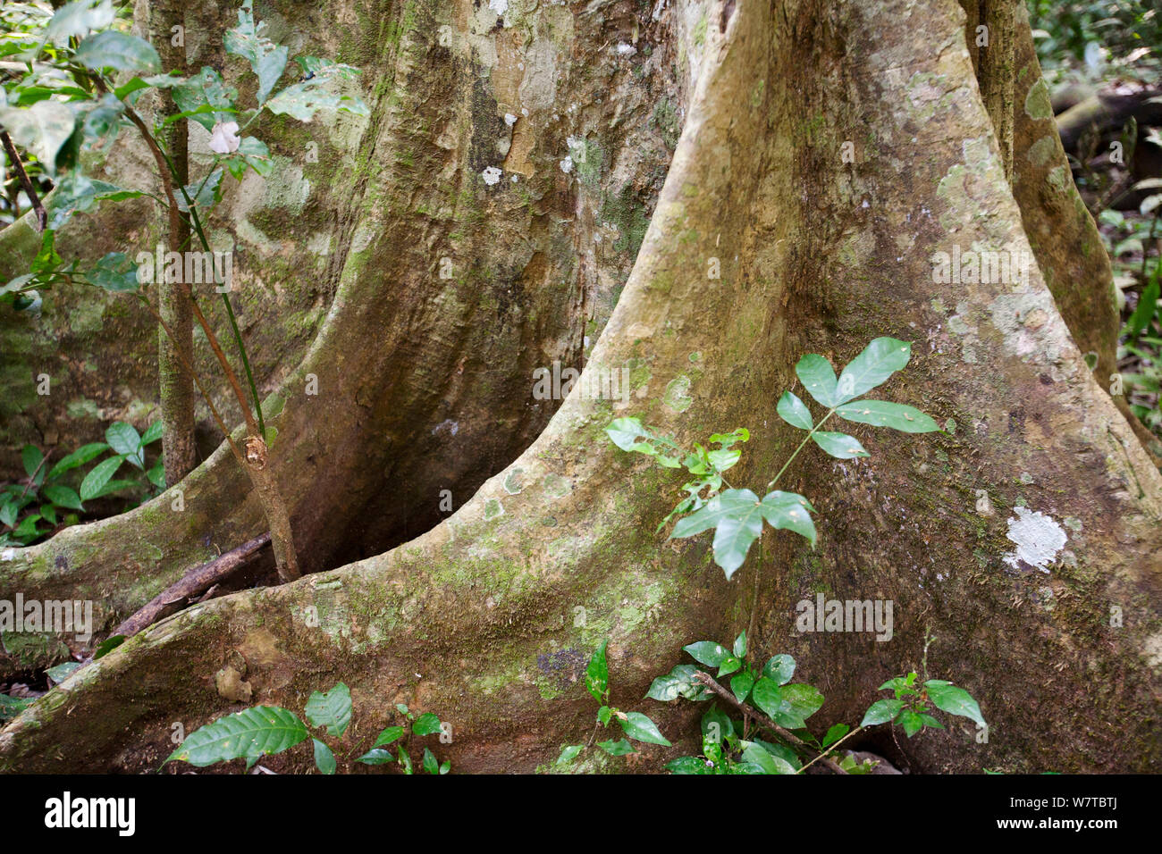 Buttress Roots In The Tropical Rainforest