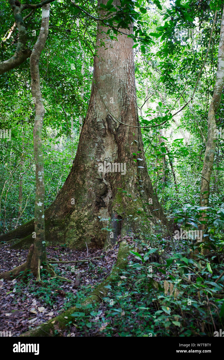 Budongo Heavy Mahogany tree (Entandrophragama utile), Budongo Forest Reserve, Uganda. Vulnerable species. Stock Photo