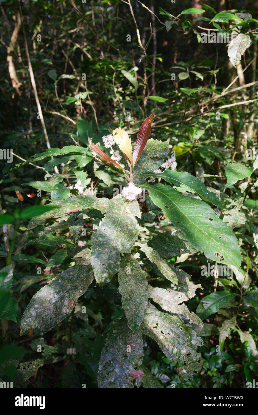 Iporuru (Alchornea floribunda), Budongo Forest Reserve, Uganda. The plant has psychedelic and aphrodisiac properties and the powdered rootbark is used for traditional medicine for malaria. Stock Photo