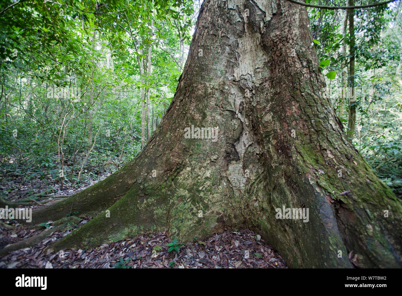 Budongo Heavy Mahogany tree (Entandrophragama utile), Budongo Forest Reserve, Uganda. Vulnerable species. Stock Photo