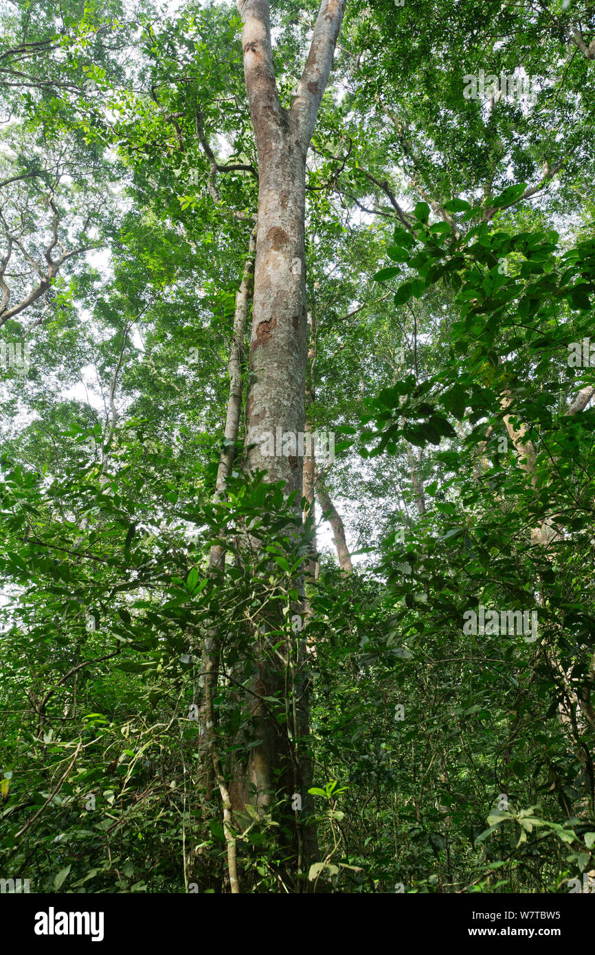 Uganda Ironwoodtree (Cynometra alexandrii) Budongo Forest Reserve, Uganda. Stock Photo