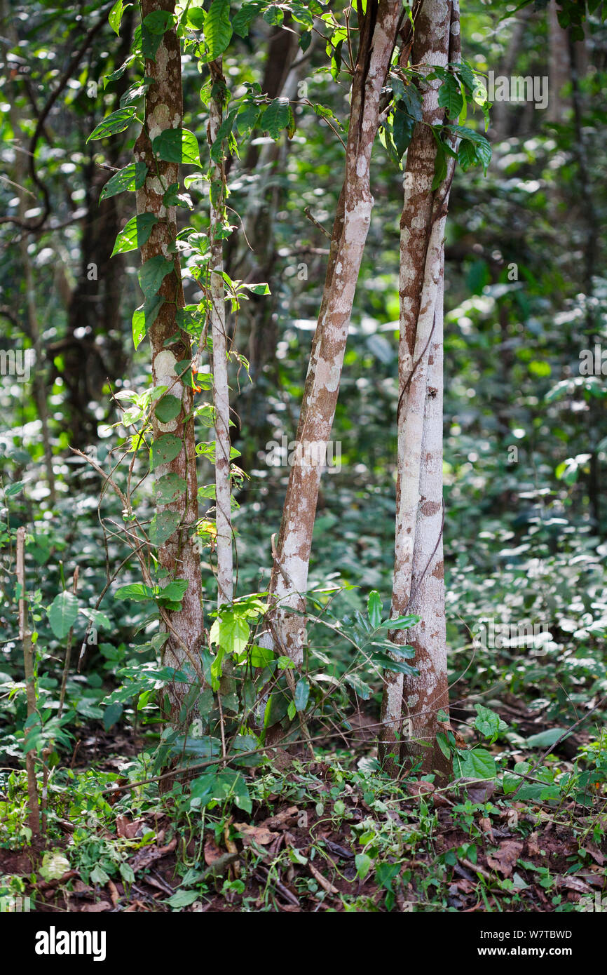 Young trees and climbers growing at the edge of semi-deciduous tropical rainforest, Budongo Forest Reserve, Uganda. Stock Photo