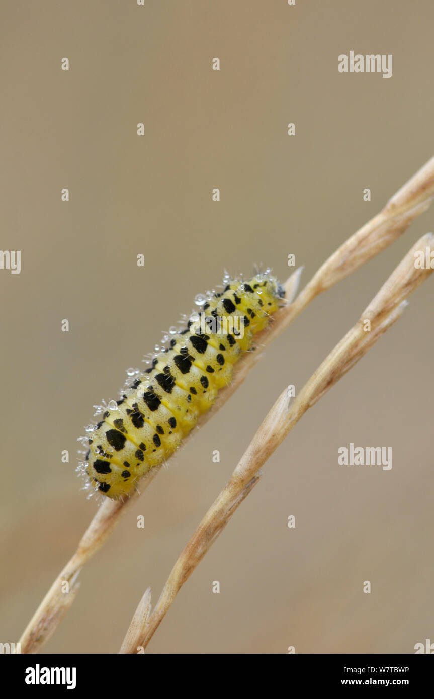 6-Spot Burnet Moth (Zygaena filipendulae) caterpillar, Devon, England, UK, July. Stock Photo