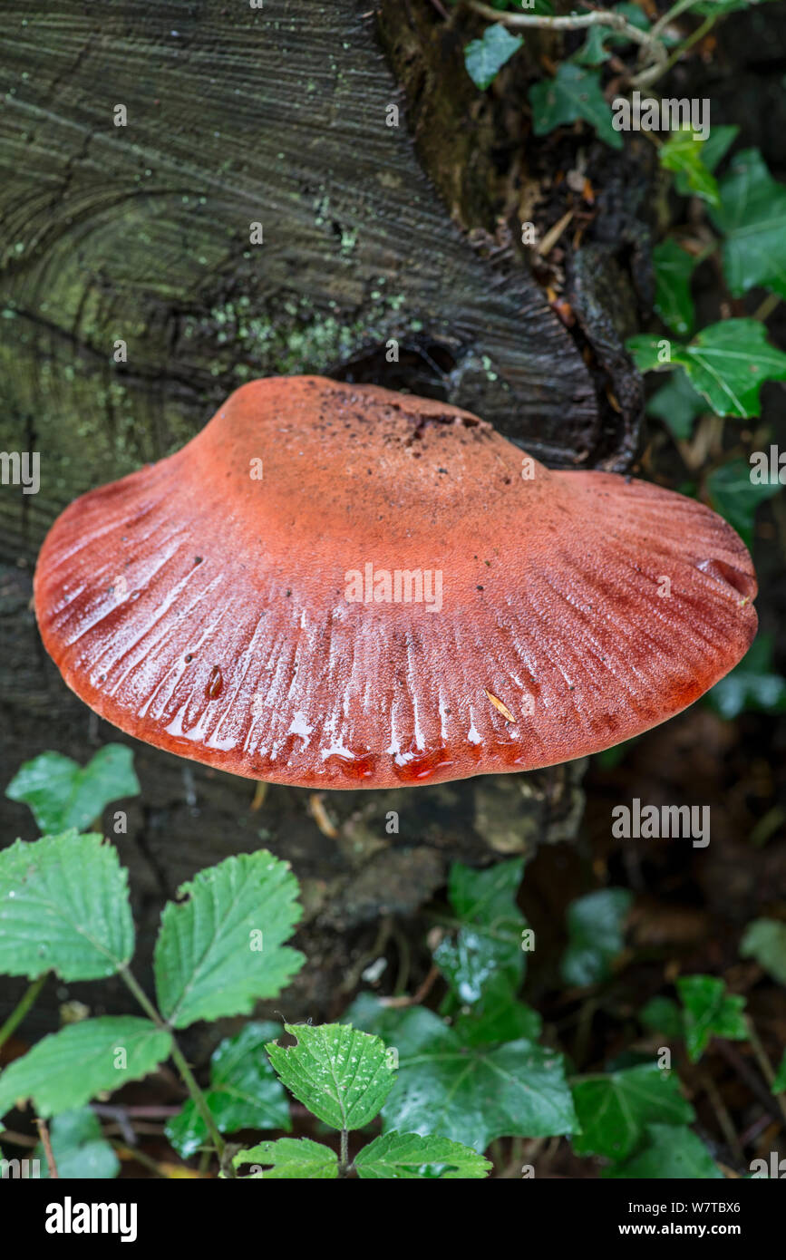 Beefsteak Fungus (Fistulina hepatica) on Oak stump. Surrey, England, UK, October. Stock Photo