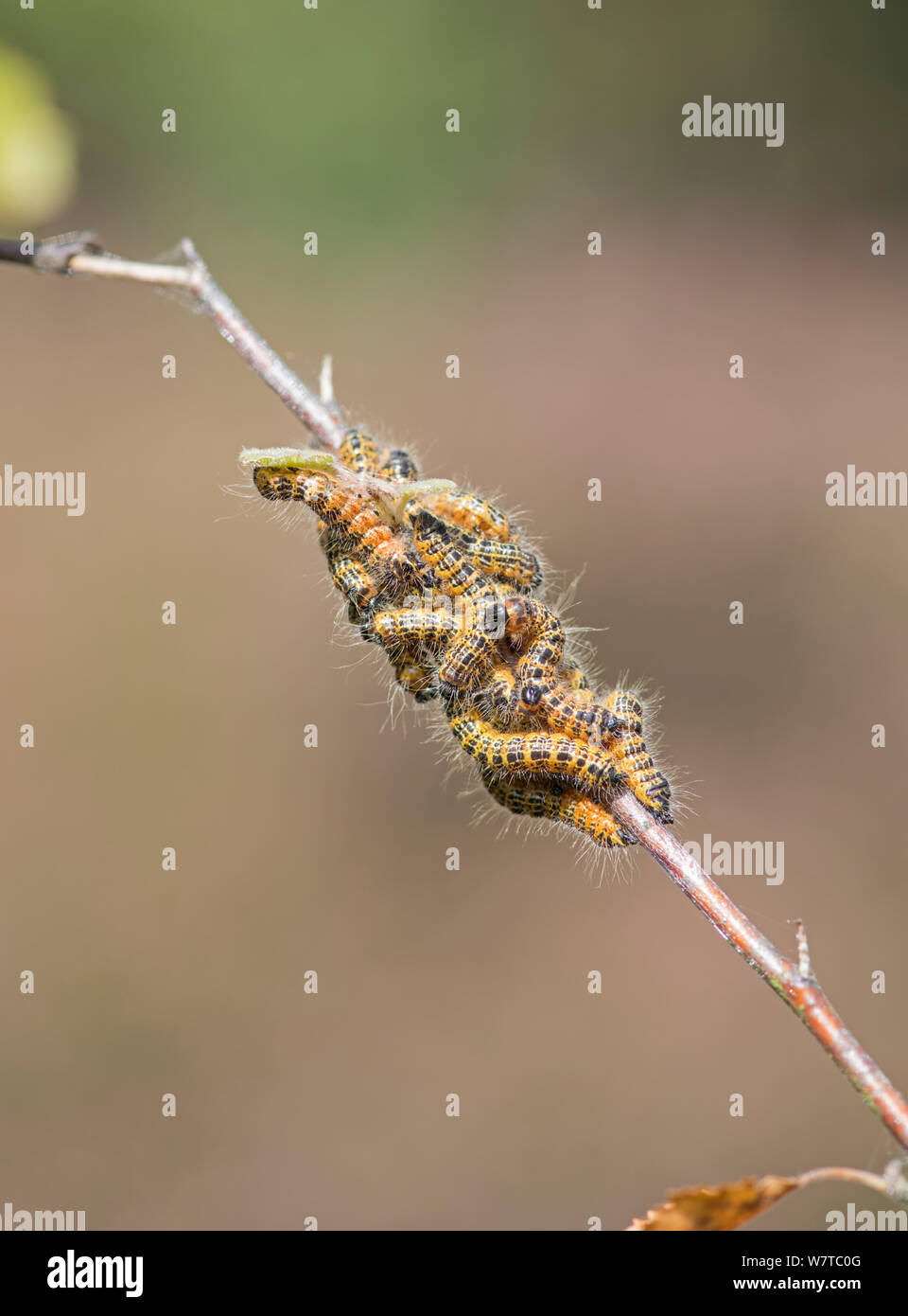 Buff Tip Moth (Phalera bucephala) larvae on silver birch. Surrey, England, UK, August. Stock Photo