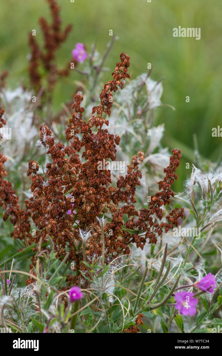 Dock (Rumex sp) seeds in autumn, and Greater Willowherb (Epilobium hirsutum) Surrey, England, UK, September. Stock Photo