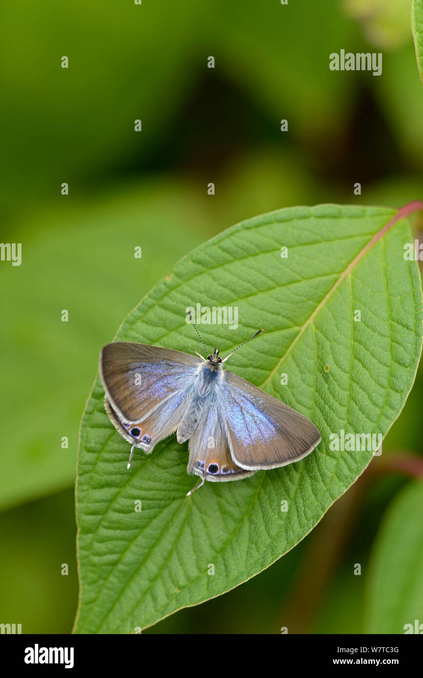 Long-Tailed Blue Butterfly (Lampides boeticus) captive specimen, rare migrant to UK. Stock Photo