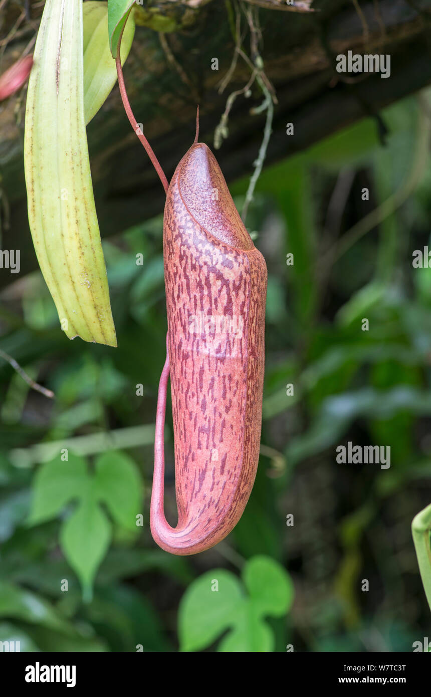 Pitcher Plant (Nepenthes spectabilis x ventricosa) unopened pitcher. Eden Project, Cornwall, England, UK. Stock Photo