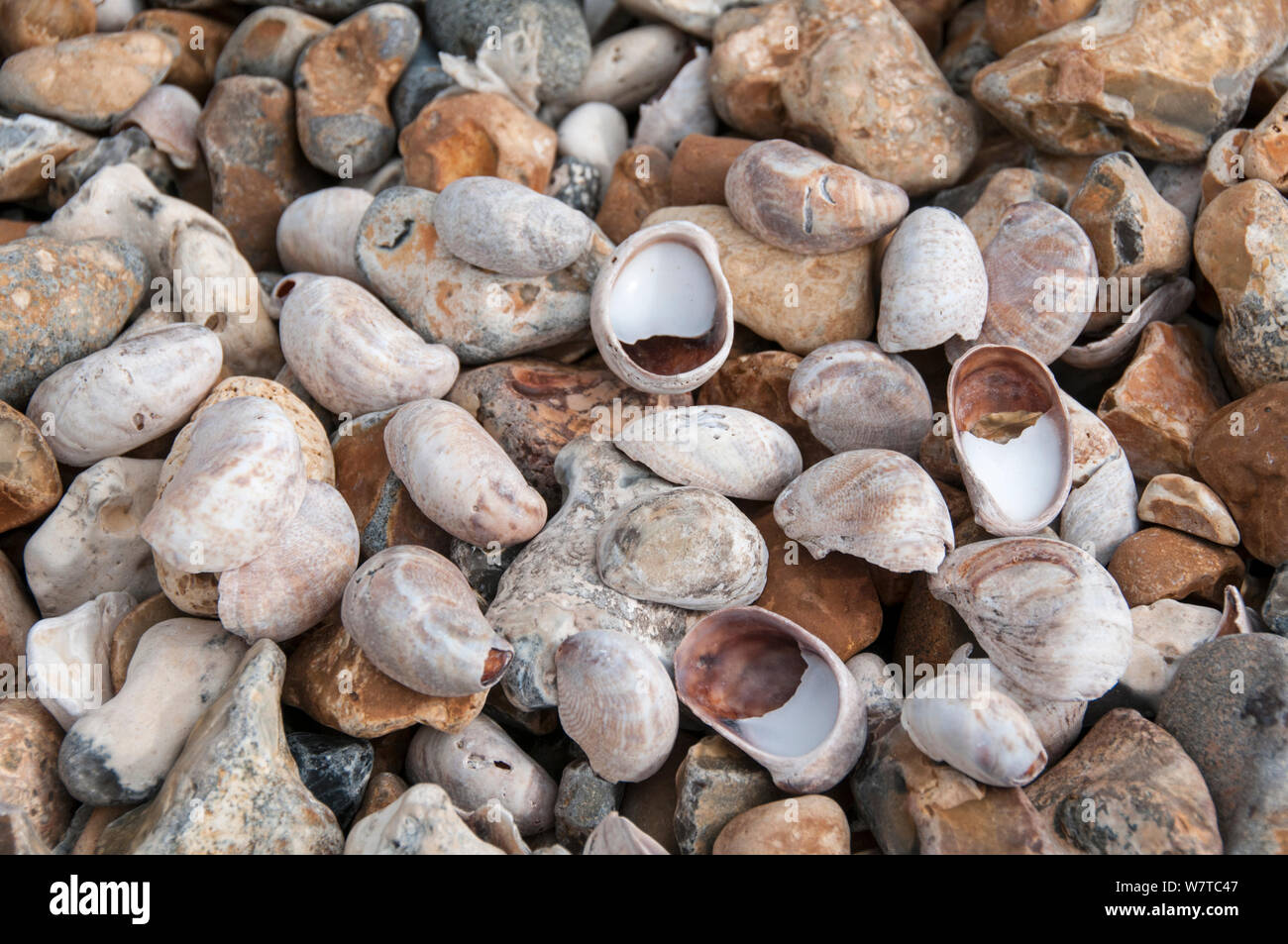 Slipper Limpet (Crepidula fornicata) shells on beach. Whitstable, Kent, England, UK, August. Stock Photo