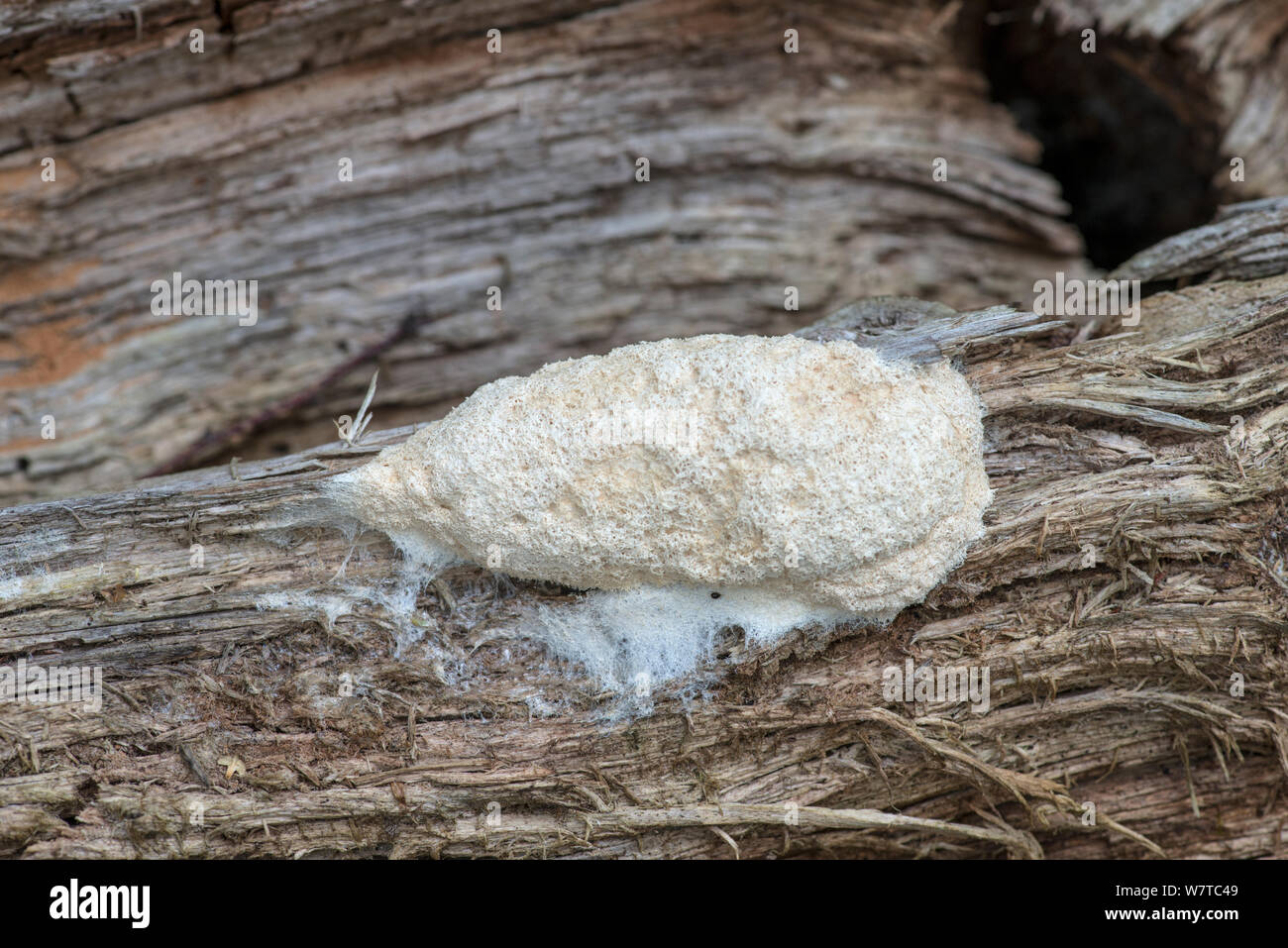 Slime Mould (Reticularia lycoperdon) massed sporangia on rotting Birch log. Surrey, England, UK, August 2013. Stock Photo