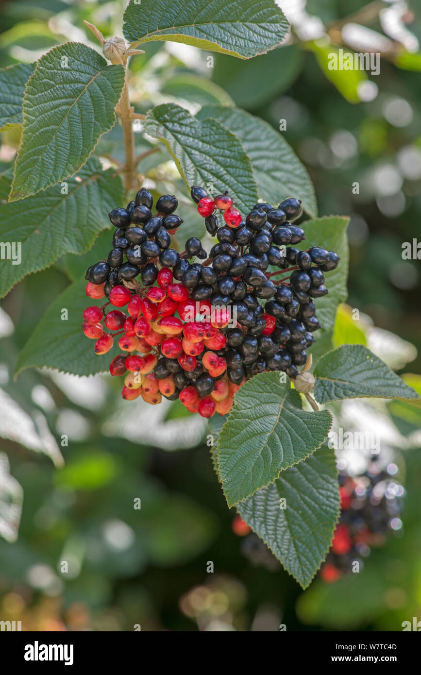 Wayfaring Tree (Viburnum lantana)  berries, Surrey, England, UK, August. Stock Photo