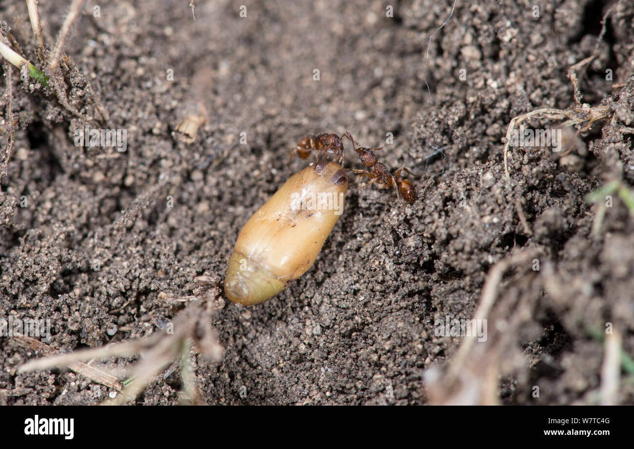 Adonis Blue Butterfly (Lysandra bellargus) pupa with attending Red ants (Myrmica sabuleti) Surrey, England, UK, August. Stock Photo