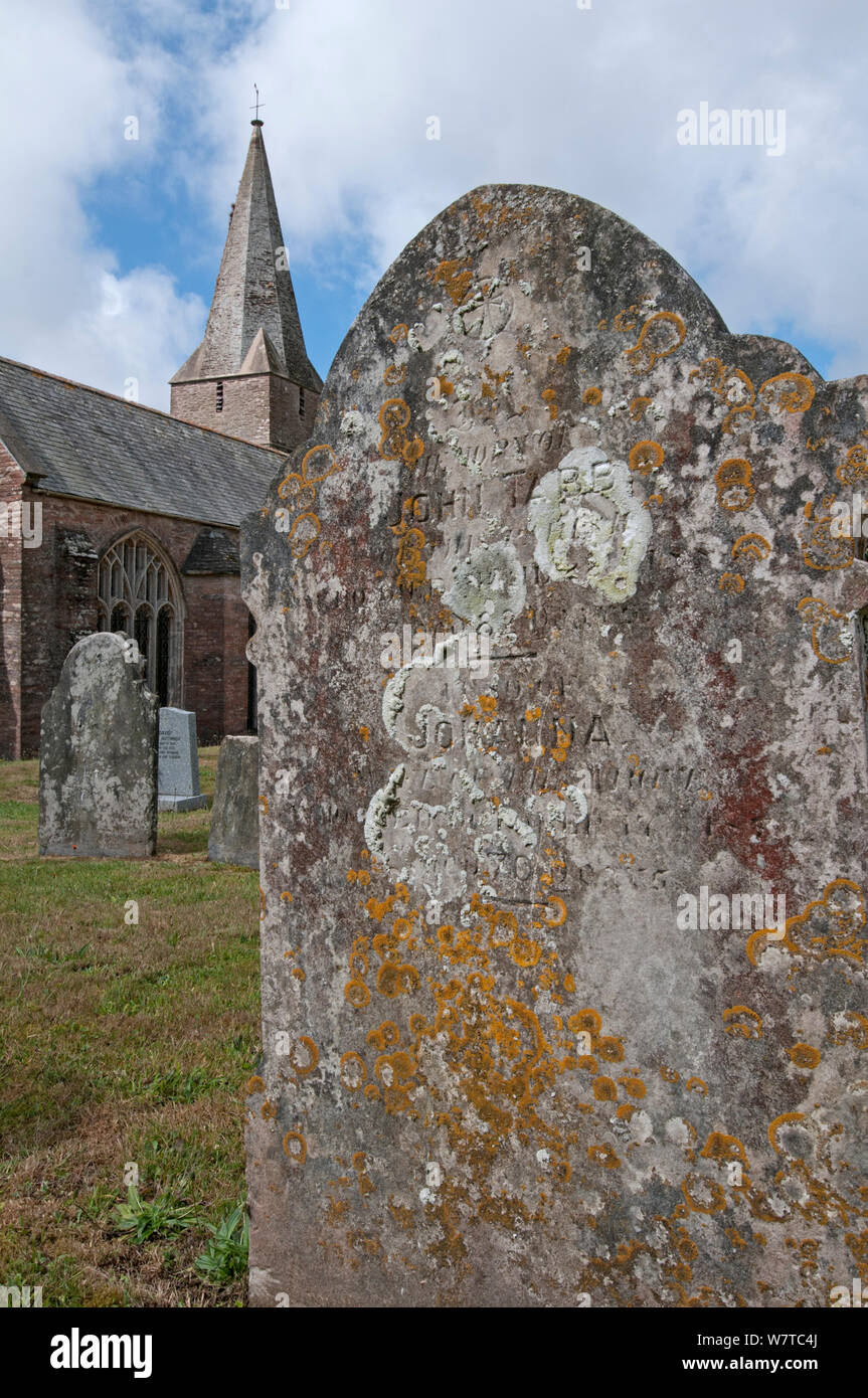 Lichens including Xanthoria parietina and Ochrolechia parella on tombstones in village churchyard. Slapton, Devon, England, UK, July 2013. Stock Photo