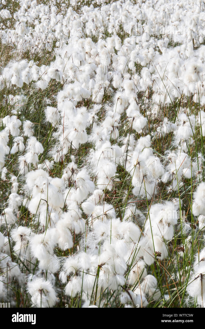 Cotton grass (Eriophorum angustifolium) with seed heads. Hallam Moor