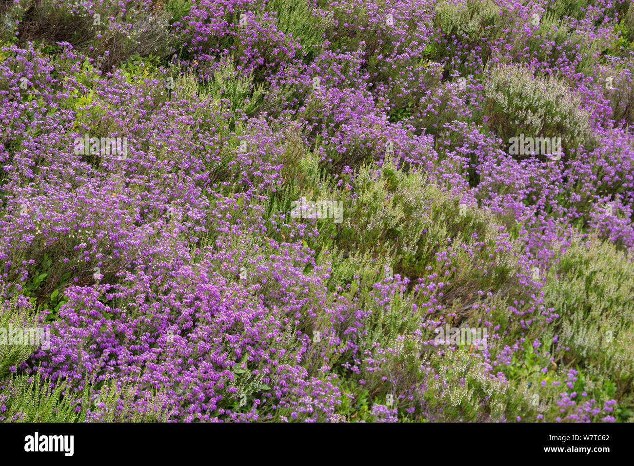 Bell heather (Erica cinerea) Common heather (Calluna vulgaris) and bilberry (Vaccinium myrtillus) growing together on Hallam Moor, near Sheffield, England, UK, July. Stock Photo